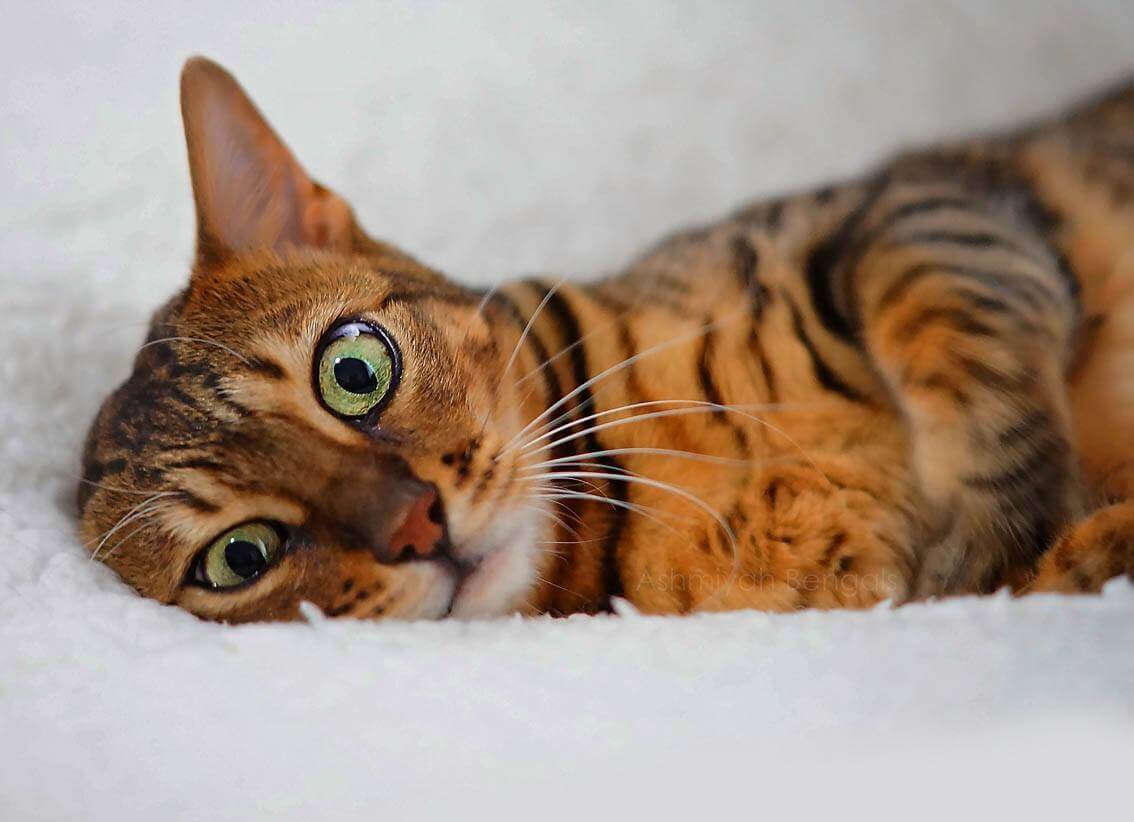 Bengal Cat Personality-Calm cats