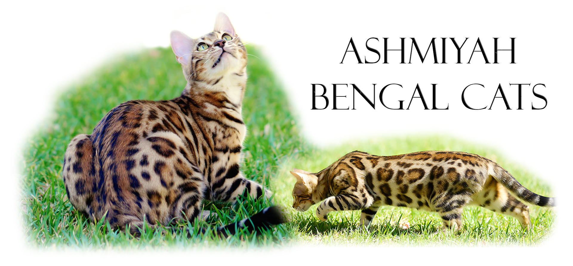 Breed Standard Ashmiyah Bengal Cats