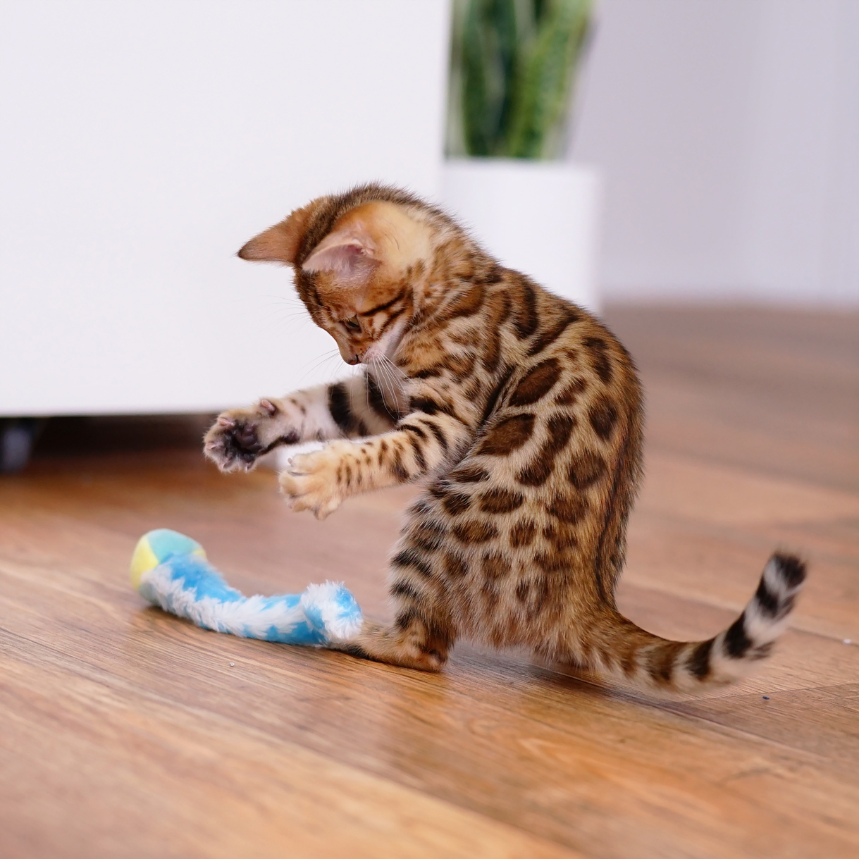 Bengal kittens For Sale-BRF-3