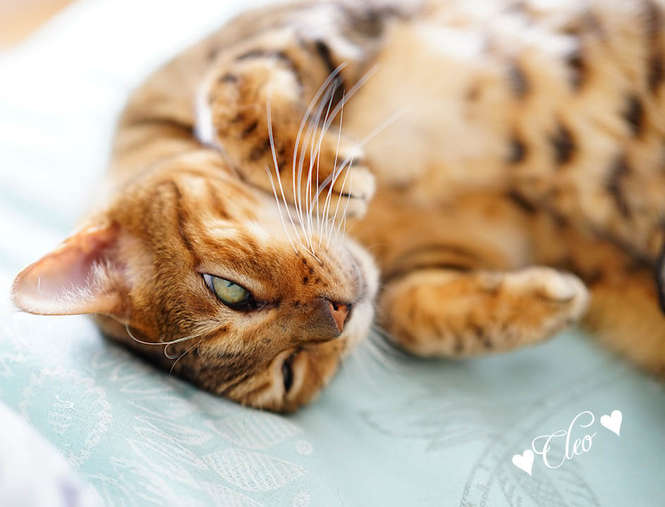 Bengal cat with long whiskers