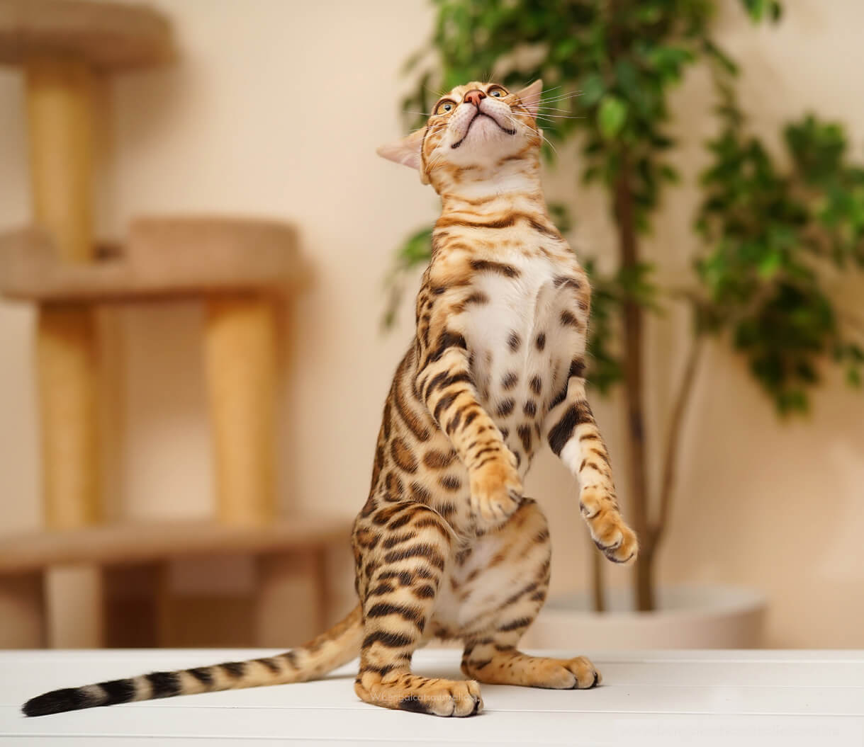 Bengal Cats