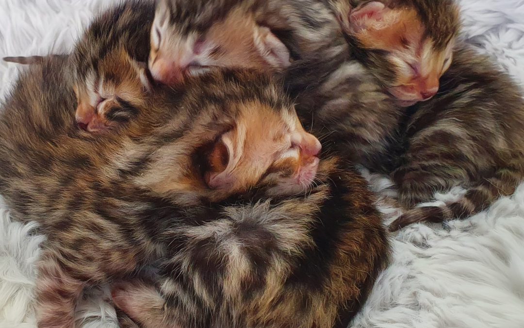 Bengal Kittens | Poppy & Santanna