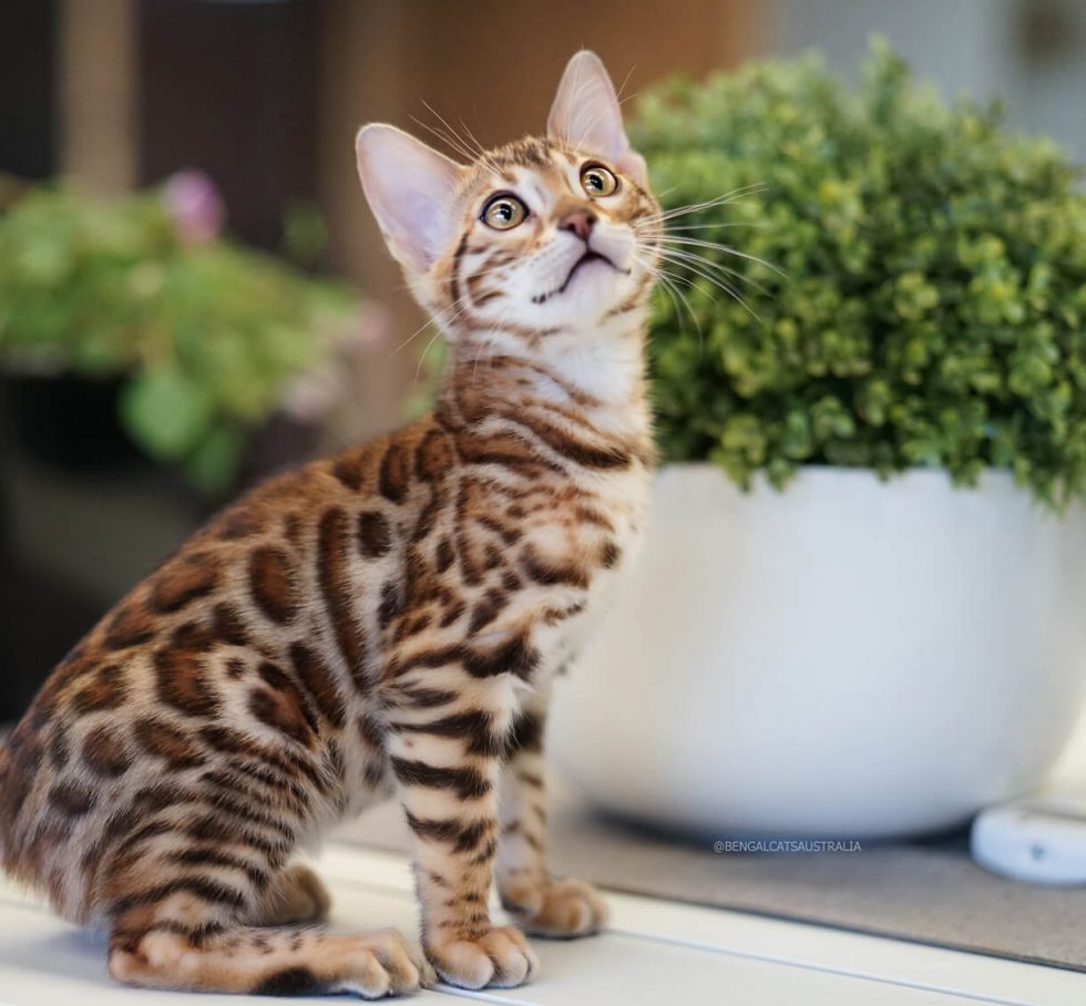 Ashmiyah Bengal Cats - Breeder - Bengal Kittens For Sale