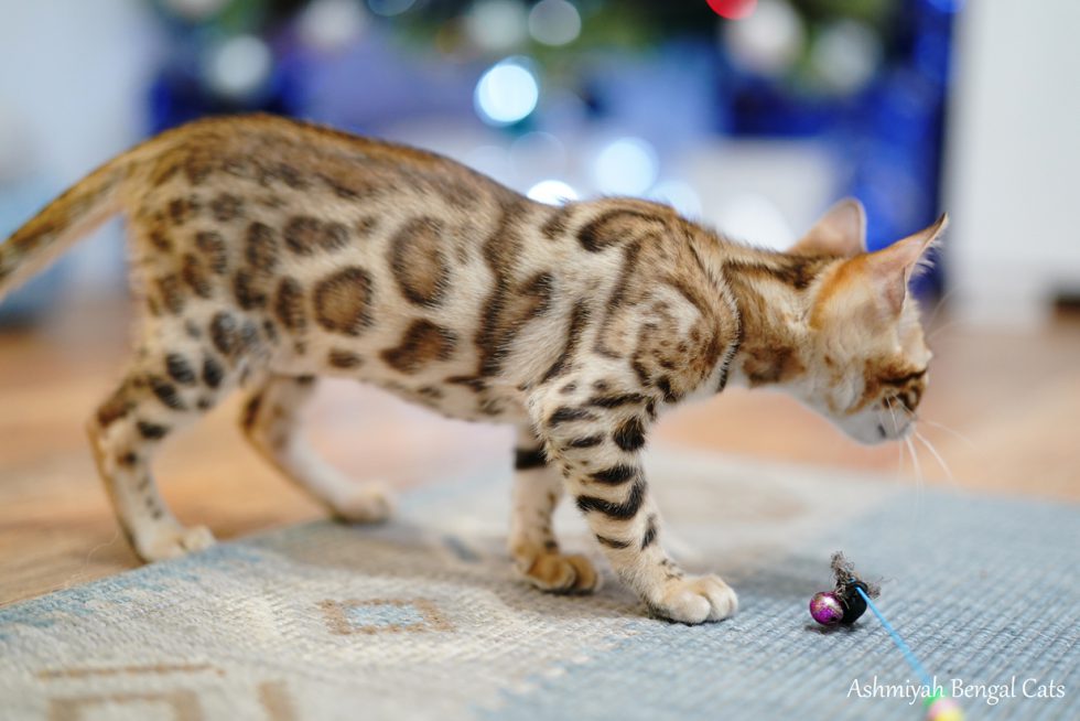 Ashmiyah Bengal Cats Breeder Bengal Kittens For Sale