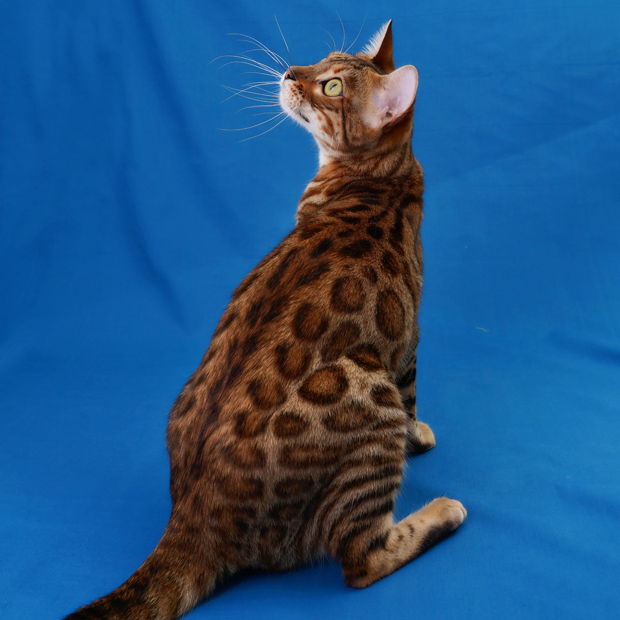 Brown Spotted Bengal cat