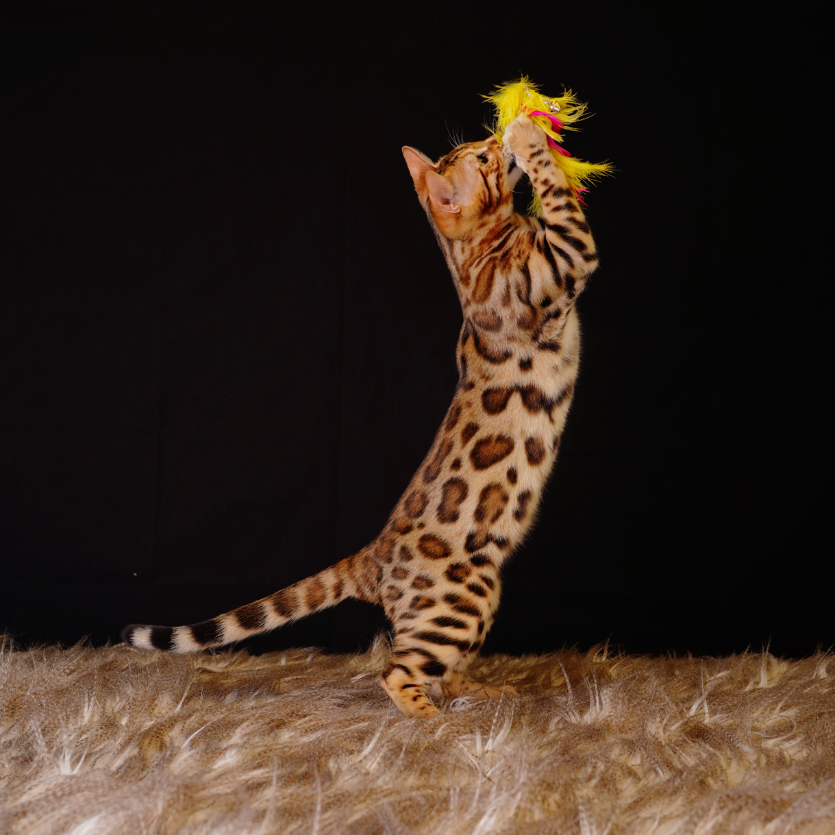 Bengal kitten