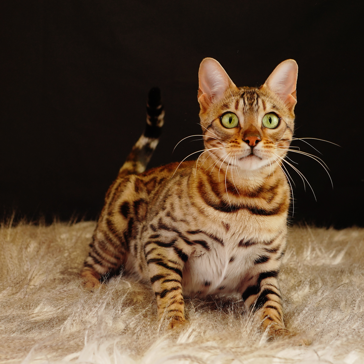 Bengal Cat with green eyes