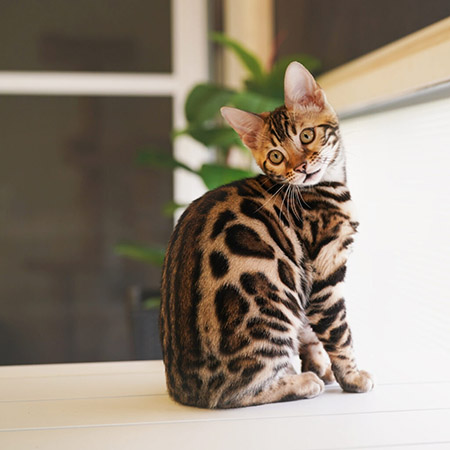 Cool Brown Bengal kitten