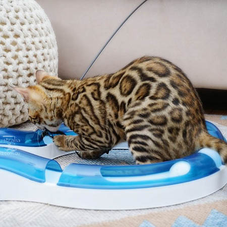 two-toned rosette pattern on Bengal kitten