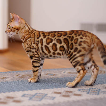 breed standard - Bengal cat