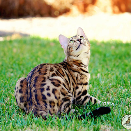 warm golden Bengal cat