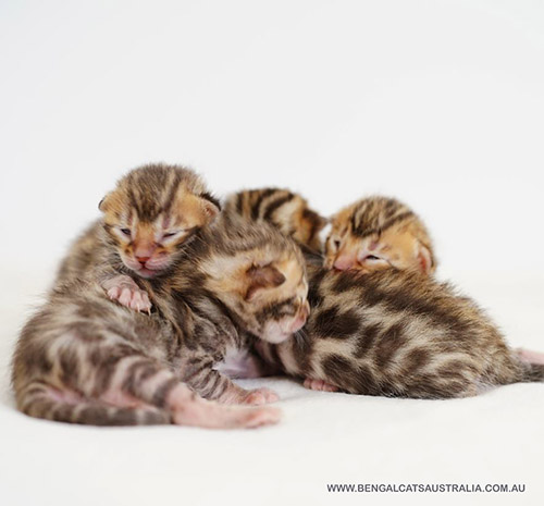 Bengal kittens Adelaide