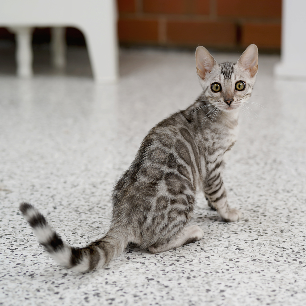 Sorrel Bengal kitten pattern
