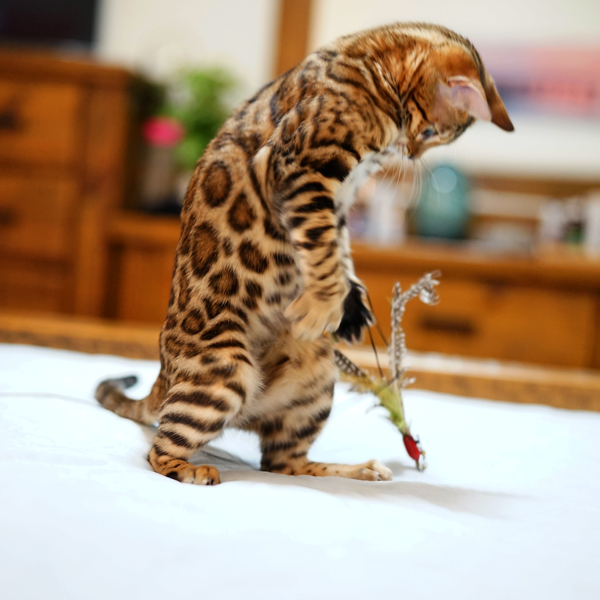 bengal cat with tri-colured rosettes