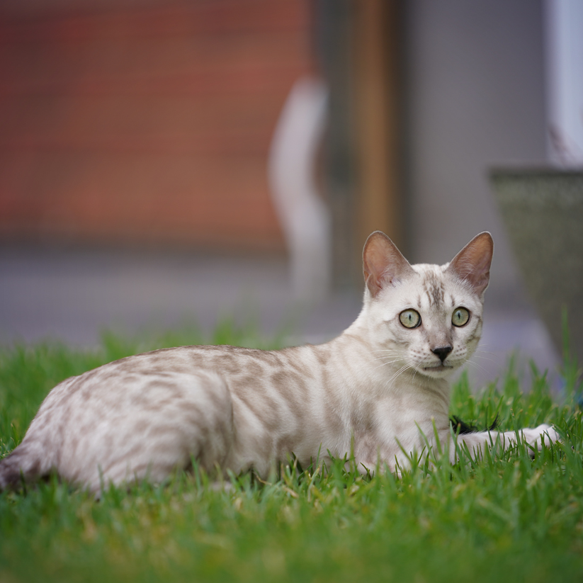 Praslin Loki of Ashmiyah Bengal Cats