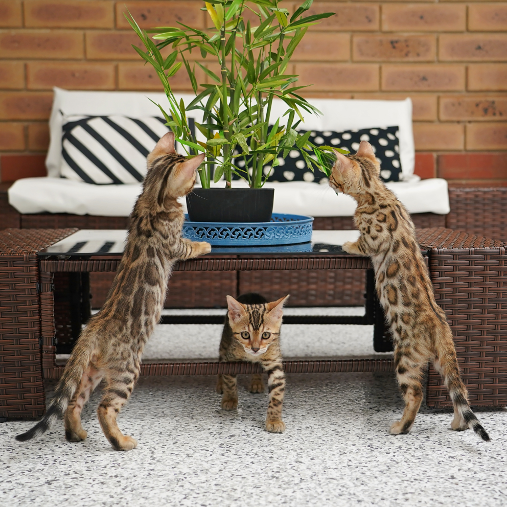 brown bengal kittens