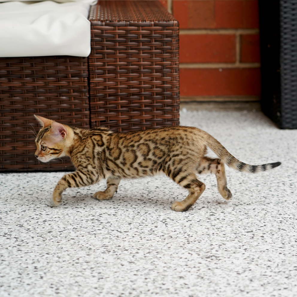 brown clouded leopard patterned bengal kitten