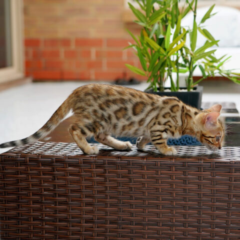 Bengal Kittens For Sale - Ashmiyah Bengal Cats