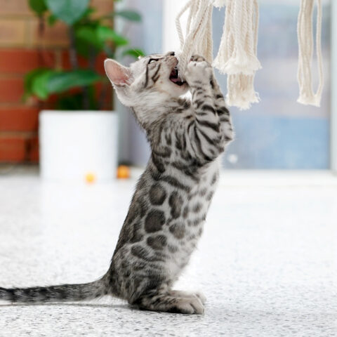 Bengal Kittens For Sale - Ashmiyah Bengal Cats