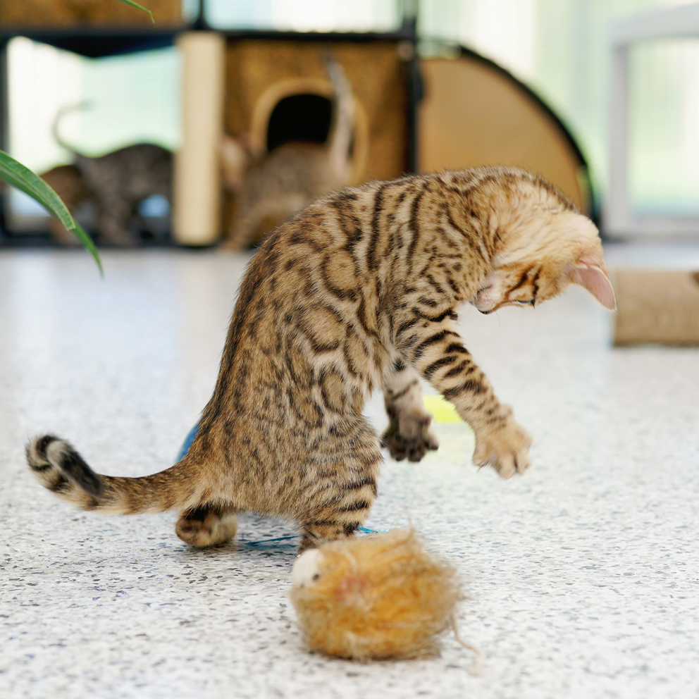 Clouded Bengal pattern