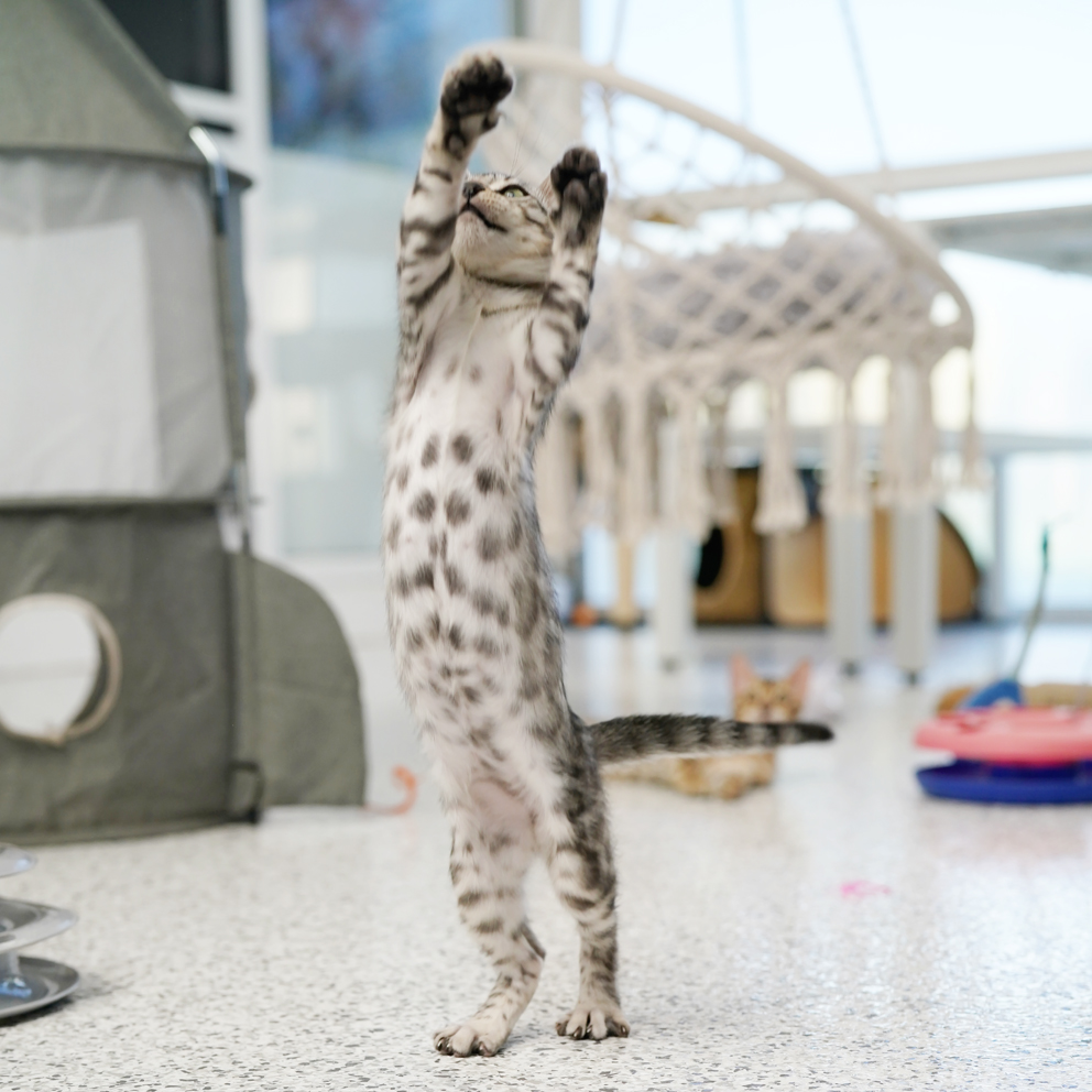 silver bengal kitten underside