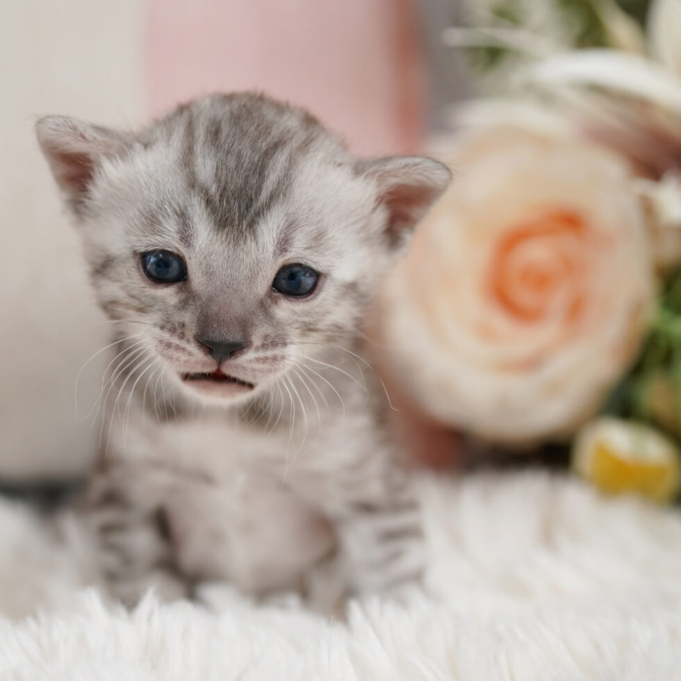 Bengal Kittens For Sale - Ashmiyah Bengal Cats