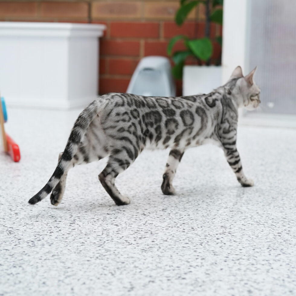 Ashmiyah Bengal Cats registered breeder in Australia