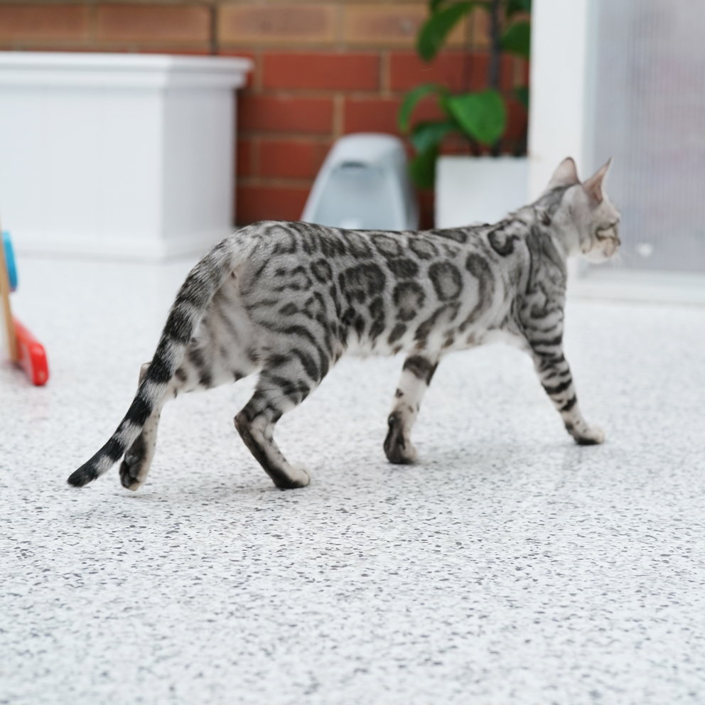 Silver Bengal cat with two-toned rosettes