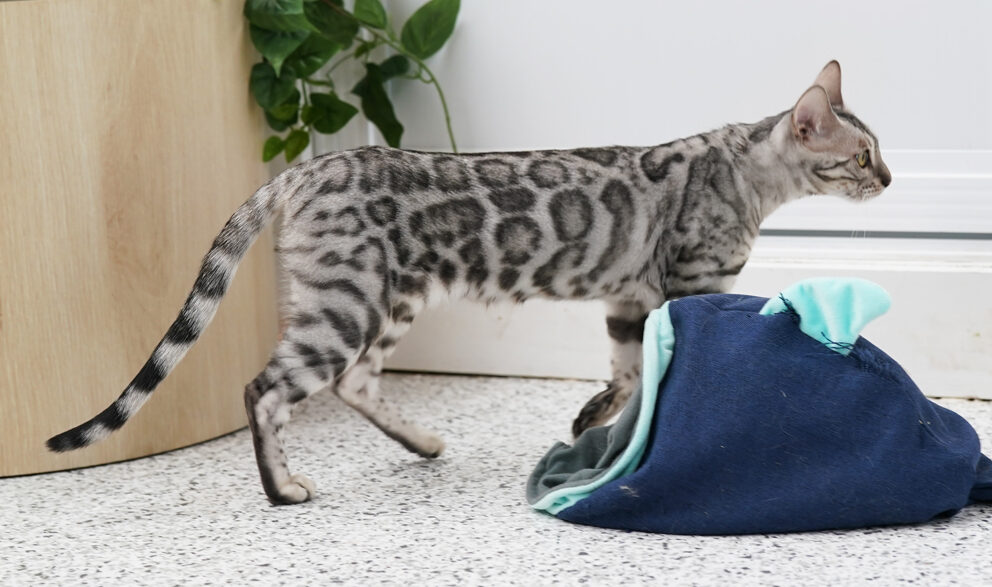 Silver Bengal kitten with striking contrast— Ashmiyah Bengal Cats South Australia