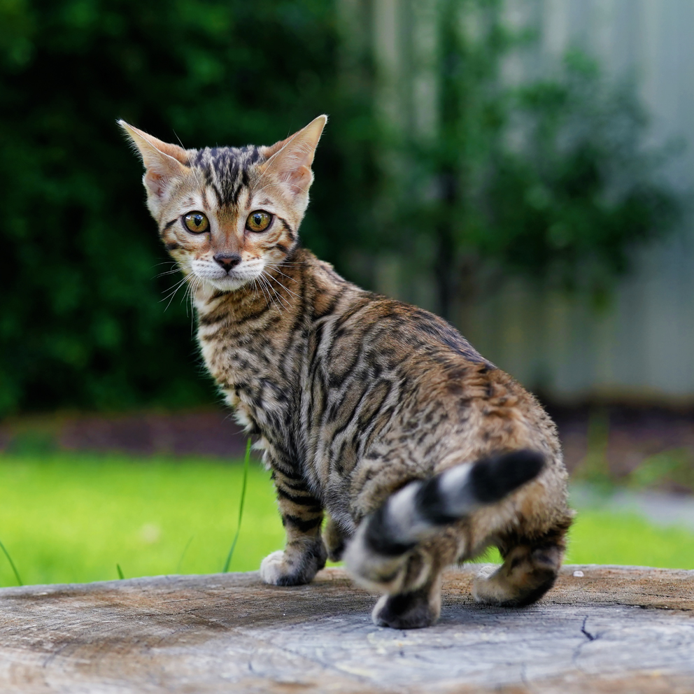 Bengal Kittens For Sale - Ashmiyah Bengal Cats