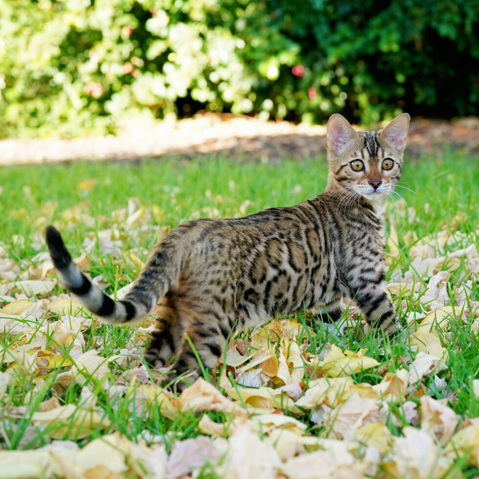 Bengal Kittens For Sale - Ashmiyah Bengal Cats