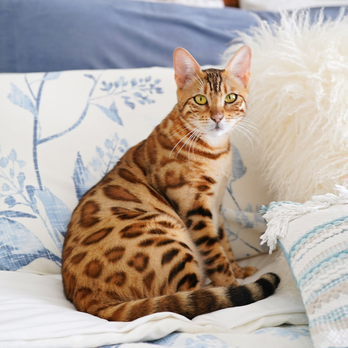 Bengal Cat-Ashmiyah Wild Styles