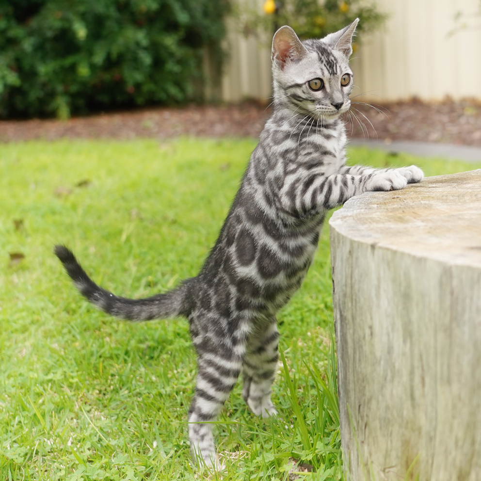 Seal Mink Bengal Kitten