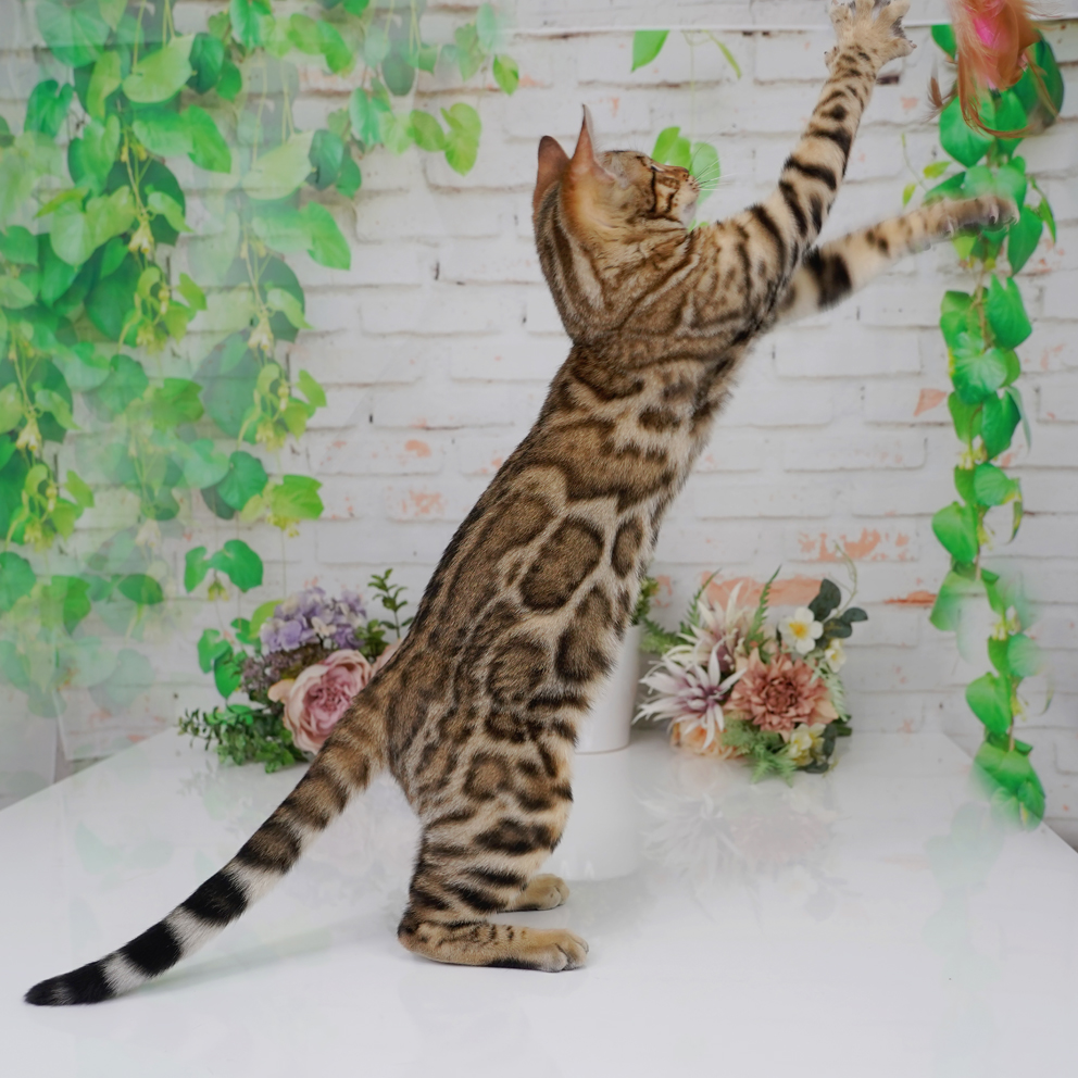 Ashmiyah Bengal Cats registered breeder in Australia