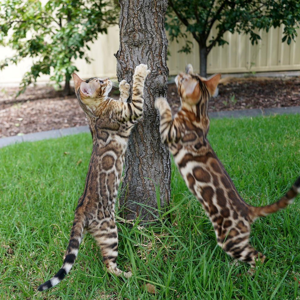 Bengal Patterns & Colors