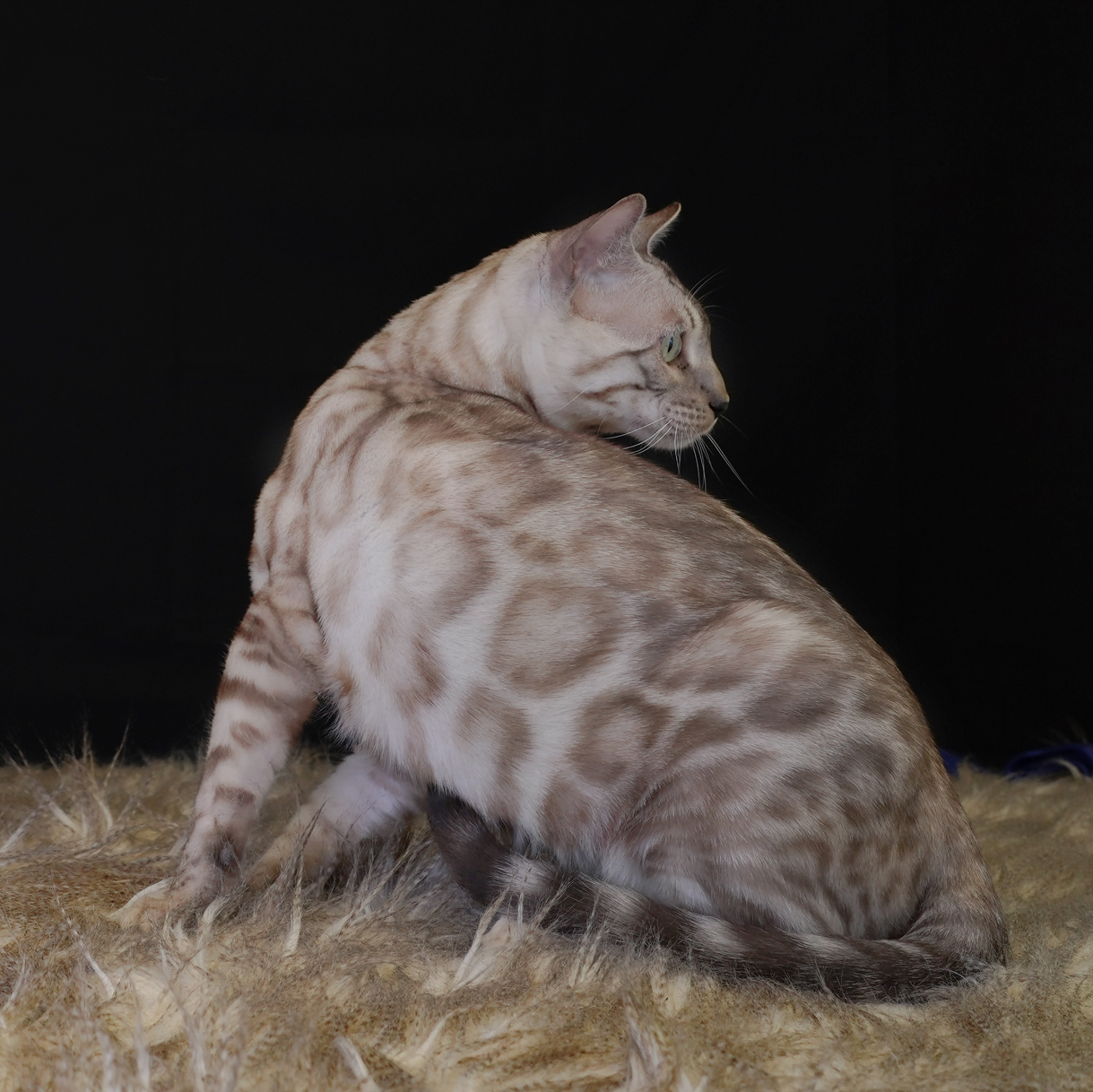 Bengal Cat-Ashmiyah Wild Styles