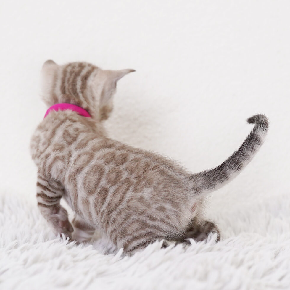 Bengal Kittens For Sale - Ashmiyah Bengal Cats