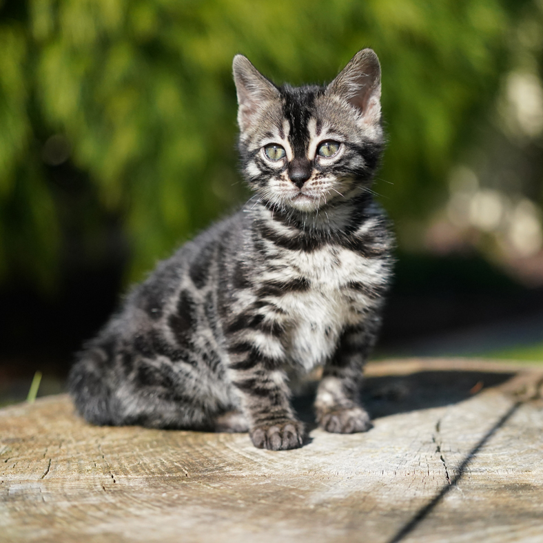Charcoal Bengal Kitten