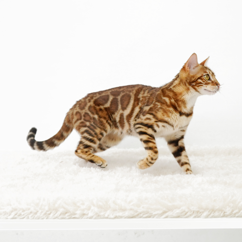 Bengal Cat-Ashmiyah Wild Styles