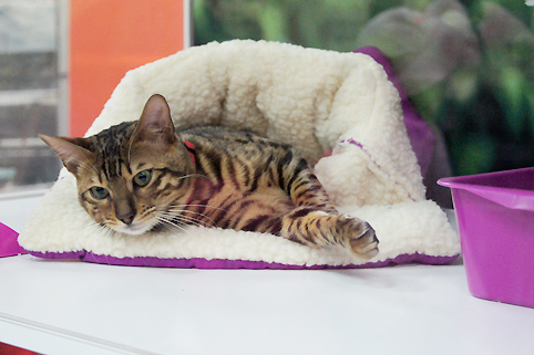 Cat Show display