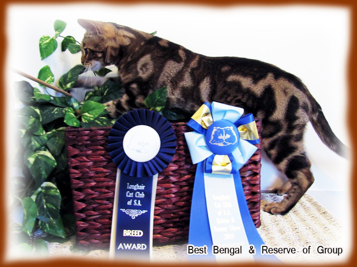 Koda Wins -Cat Shows