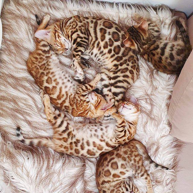 Bengal kittens sleeping