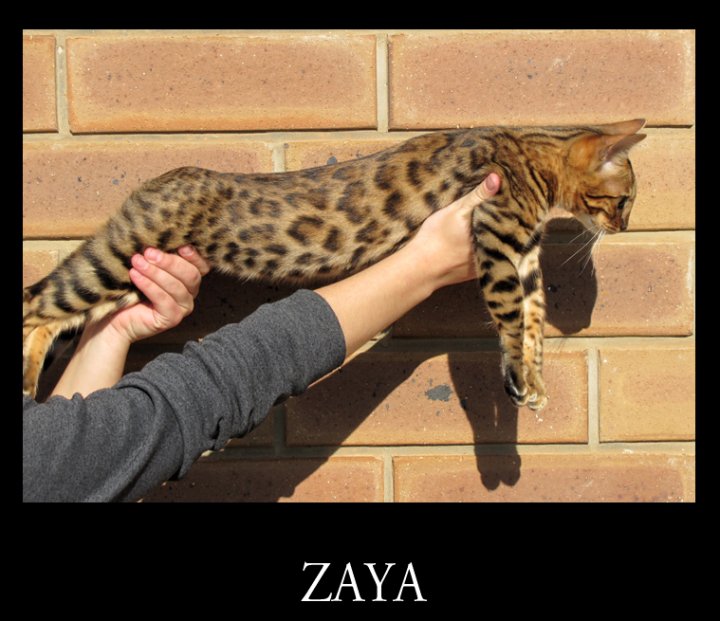 G7 Bengal Cat