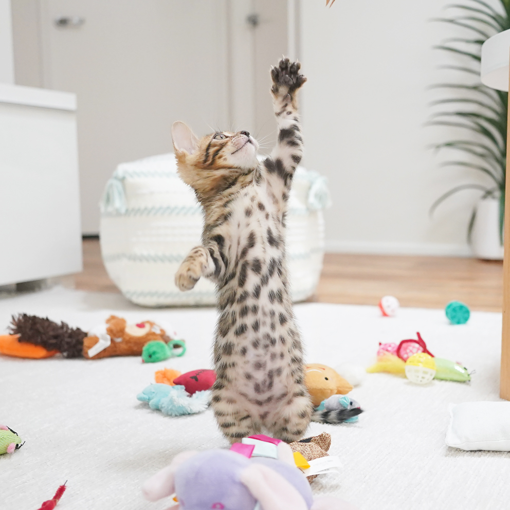 Bengal kittens at play