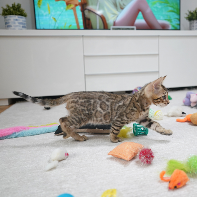 Bengal Cattery