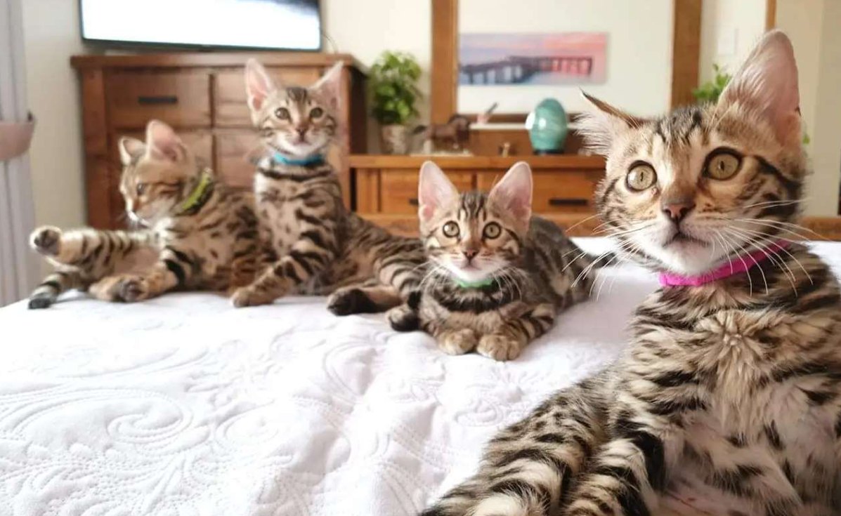 Kittens on bed