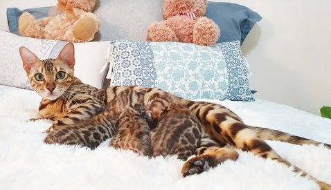 Bengal cat feeding kittens