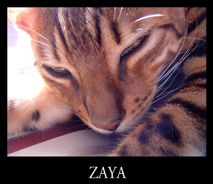 Zaya - Bengal Cat