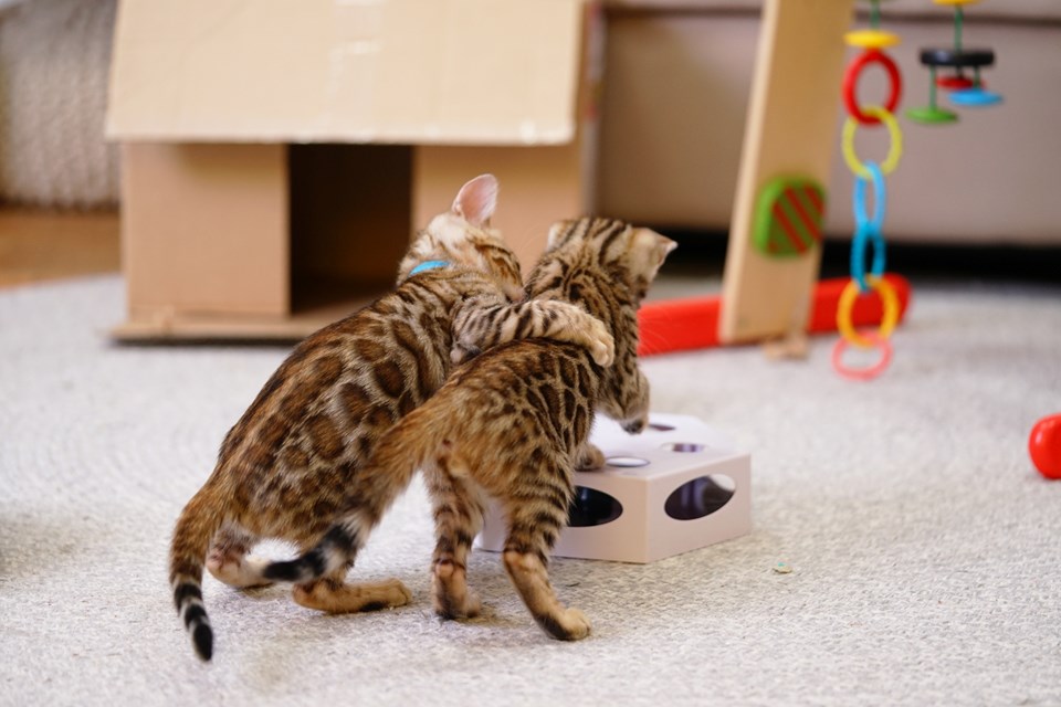 Kittens Playing