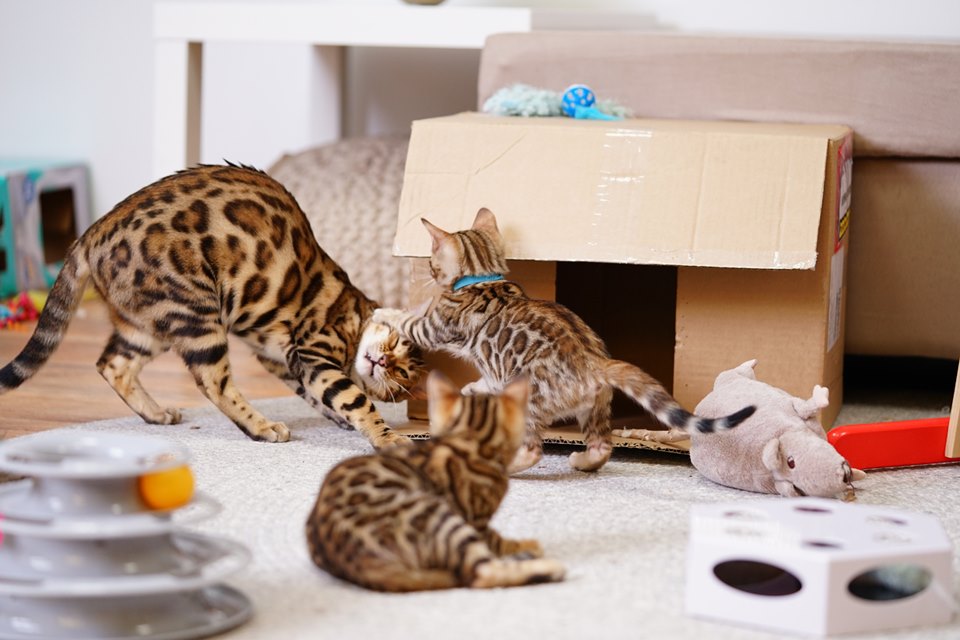 Bengal kittens Playing